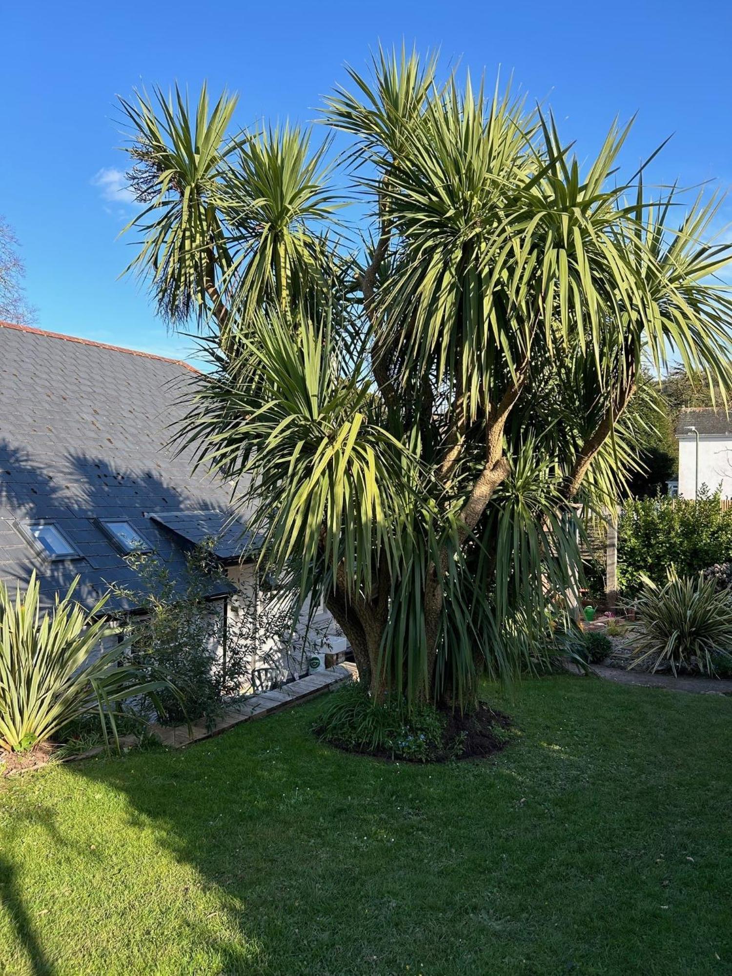 Rosedale A Charming Detached 4 Bedroom Cottage. Brixham Esterno foto